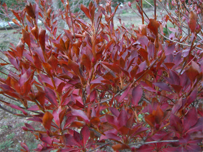 ドウダンツツジ2